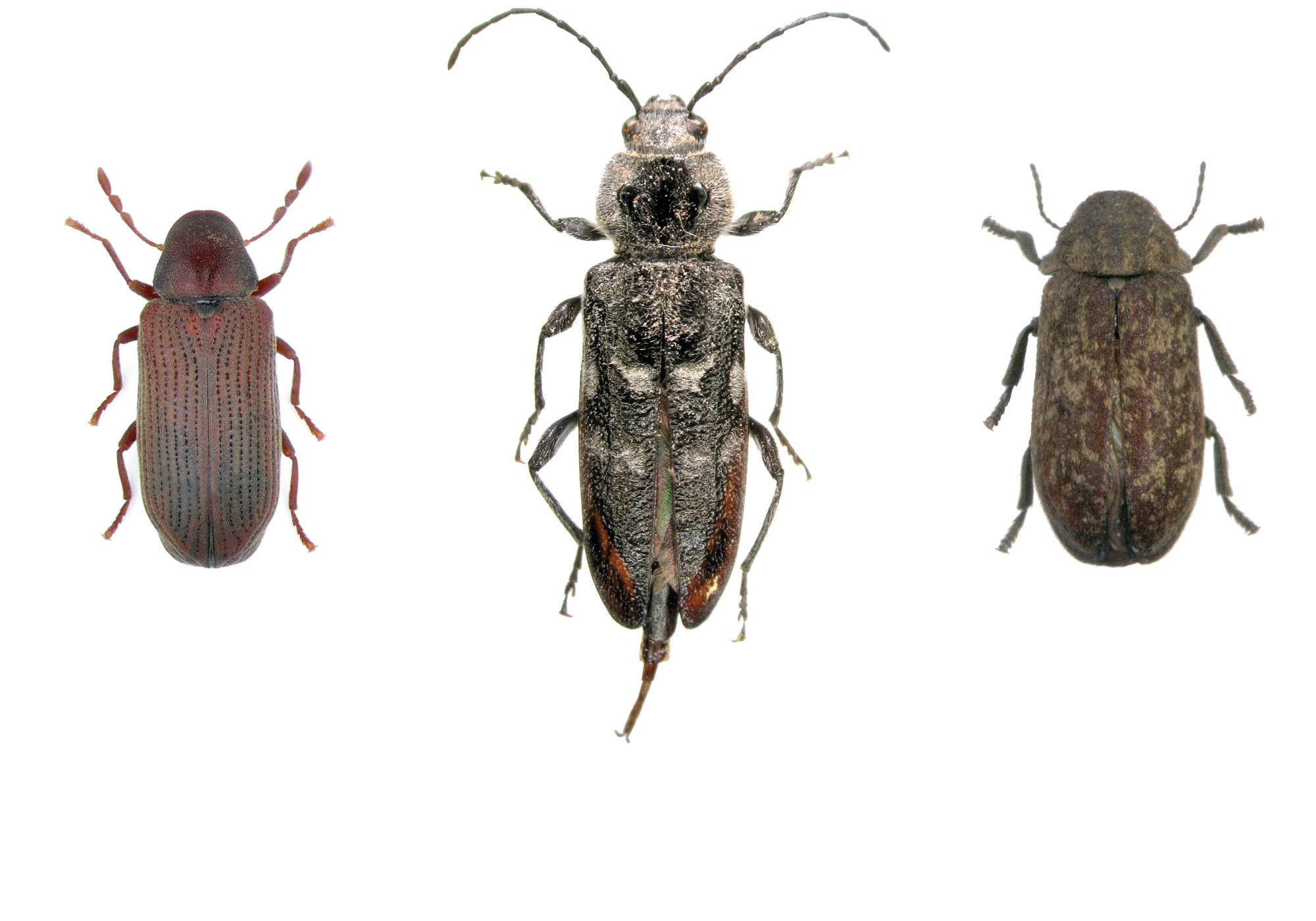 De drie belangrijkste houtaantastende insecten, v.l.n.r. <br/>1. Anobium punctatum, de houtworm;<br/>2. Hylotrupes bajulus, de huisboktor; <br/>3. Xestobium rufovillosum, de bonte knaagkever